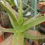 Aloe leptosiphon © Philippe Richaud.jpg